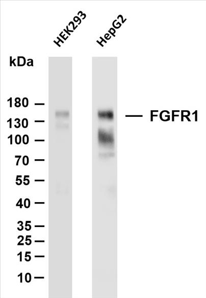 Various whole cell lysates were separated by 4-20% SDS-PAGE, and the membrane was blotted with anti-FGFR1 (PT0155R) antibody. The HRP-conjugated Goat anti-Rabbit IgG(H + L) antibody was used to detect the antibody.