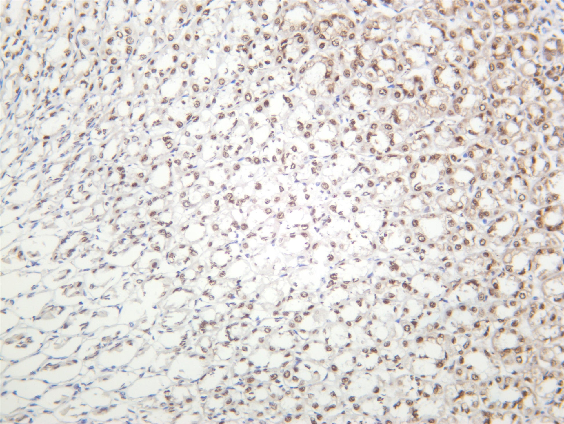 Rat stomach was stained with anti-BRG1 (PT0157R) rabbit antibody