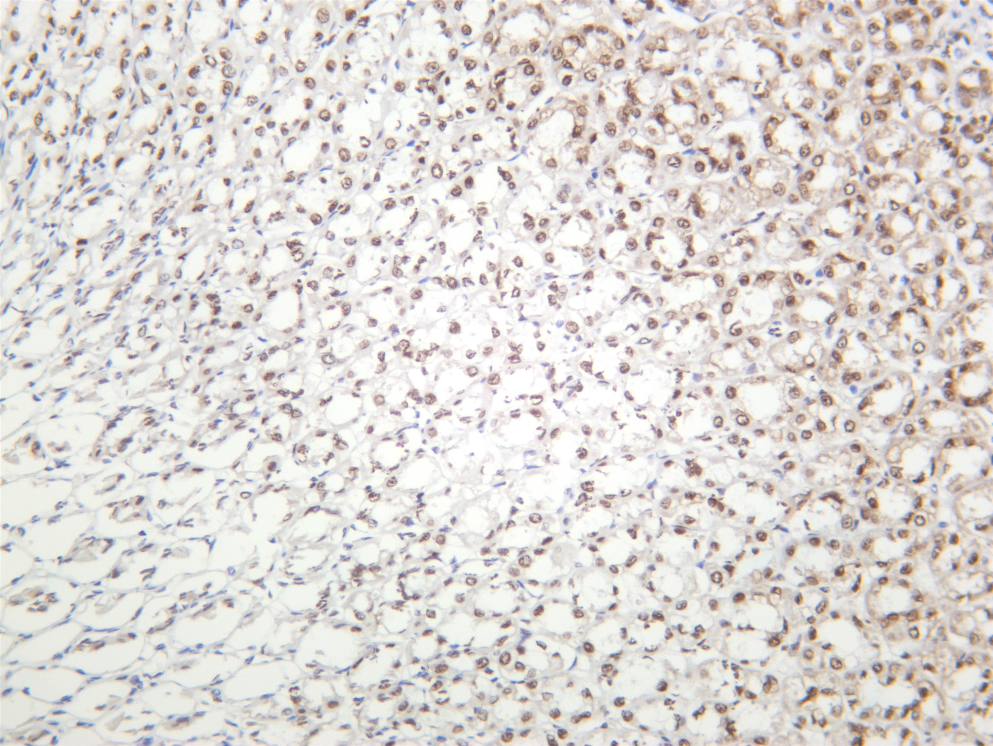 Rat stomach was stained with anti-BRG1 (PT0157R) rabbit antibody