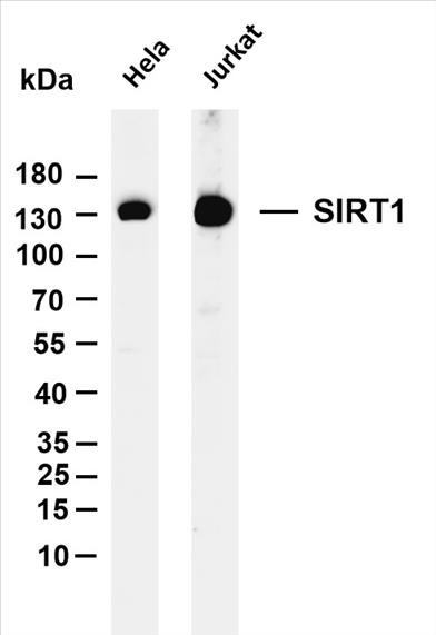 Various whole cell lysates were separated by 4-20% SDS-PAGE, and the membrane was blotted with anti-SIRT1 (PT0158R) antibody. The HRP-conjugated Goat anti-Rabbit IgG(H + L) antibody was used to detect the antibody.