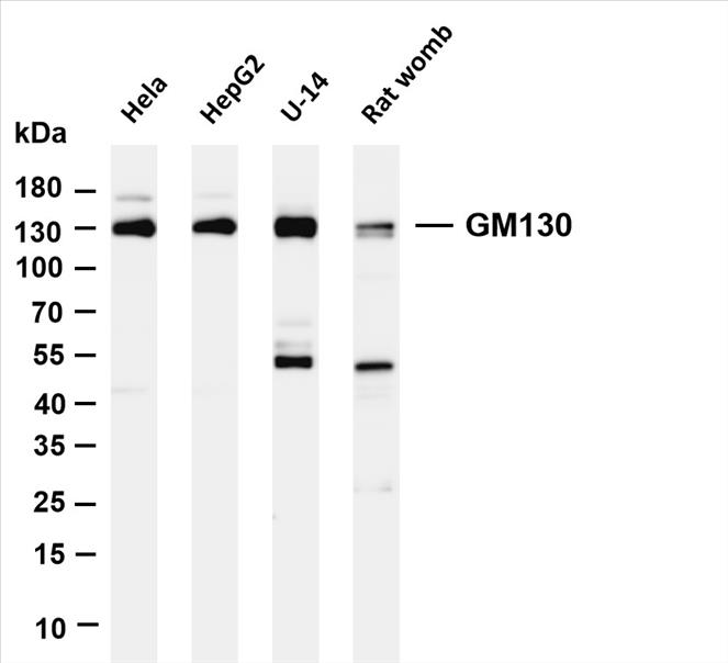 Various whole cell lysates were separated by 4-20% SDS-PAGE, and the membrane was blotted with anti-GM130 (PT0159R) antibody. The HRP-conjugated Goat anti-Rabbit IgG(H + L) antibody was used to detect the antibody.