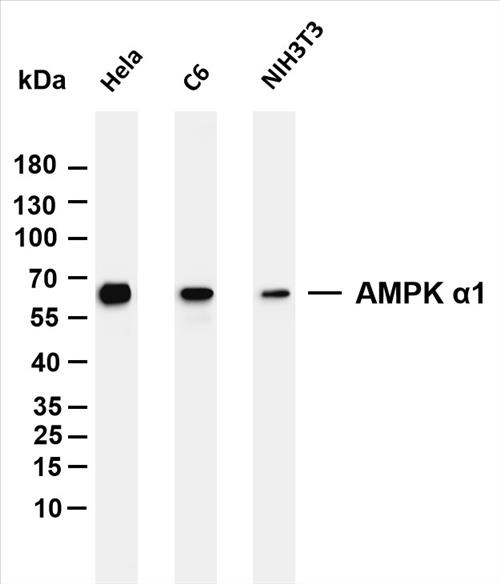 Various whole cell lysates were separated by 4-20% SDS-PAGE, and the membrane was blotted with anti-AMPK Î±1 (PT0165R) antibody. The HRP-conjugated Goat anti-Rabbit IgG(H + L) antibody was used to detect the antibody.