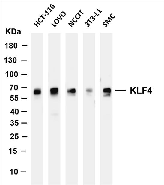 Various whole cell lysates were separated by 4-20% SDS-PAGE, and the membrane was blotted with anti-KLF4 (PT0167R) antibody. The HRP-conjugated Goat anti-Rabbit IgG(H + L) antibody was used to detect the antibody.