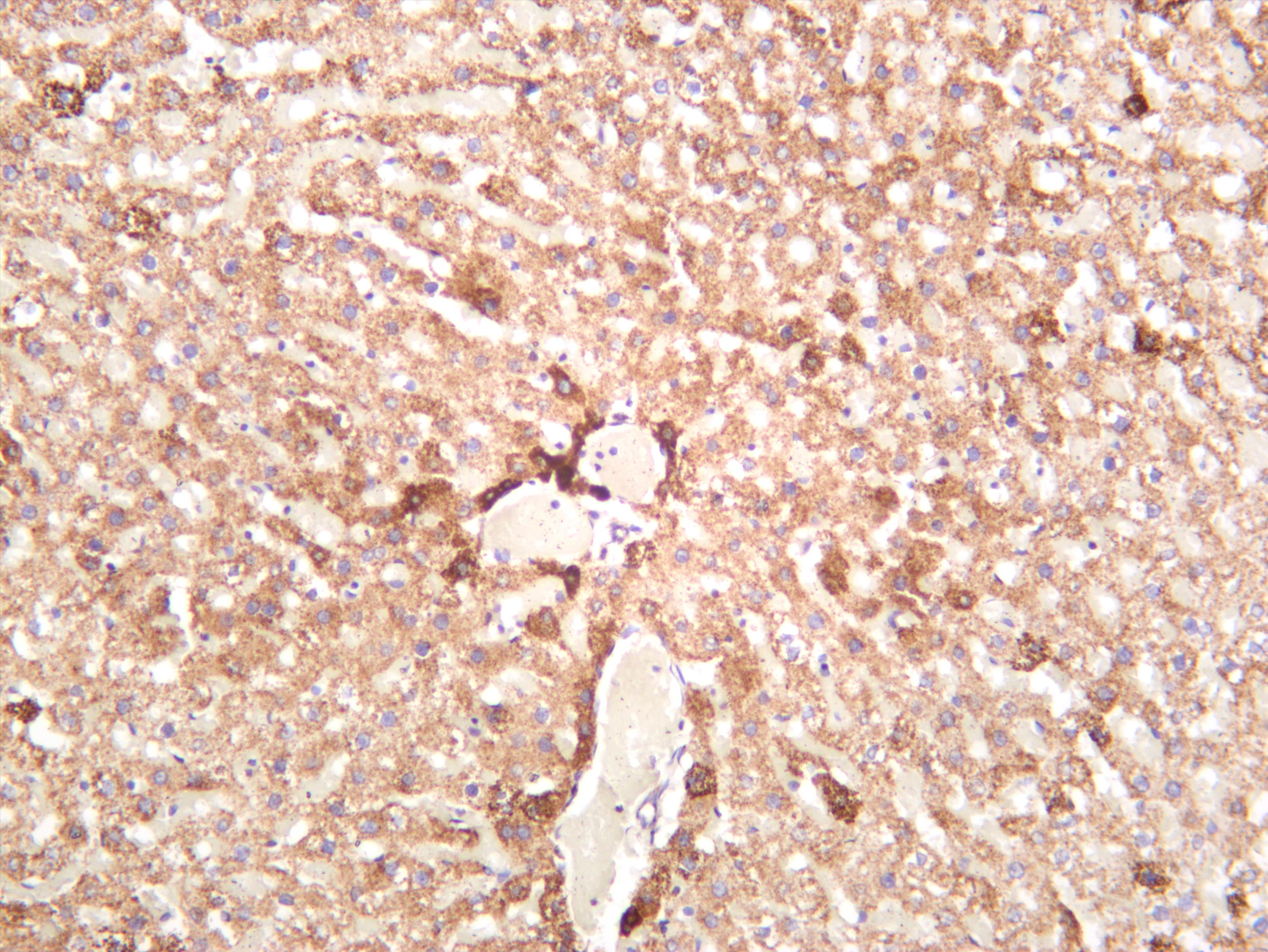 Rat liver was stained with anti-ATPB (PT0169R) rabbit antibody