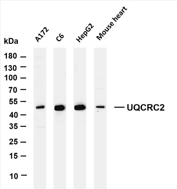 Various whole cell lysates were separated by 4-20% SDS-PAGE, and the membrane was blotted with anti-UQCRC2 (PT0170R) antibody. The HRP-conjugated Goat anti-Rabbit IgG(H + L) antibody was used to detect the antibody.