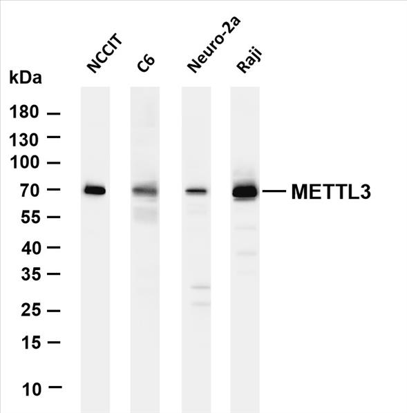 Various whole cell lysates were separated by 4-20% SDS-PAGE, and the membrane was blotted with anti-METTL3 (PT0175R) antibody. The HRP-conjugated Goat anti-Rabbit IgG(H + L) antibody was used to detect the antibody.