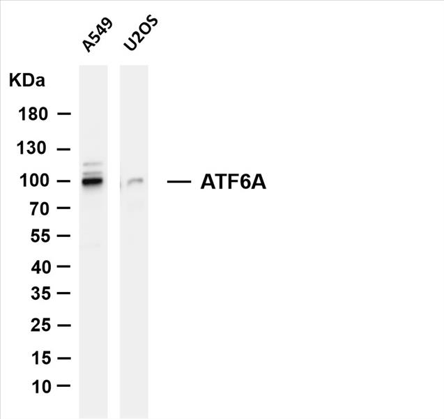 Various whole cell lysates were separated by 4-20% SDS-PAGE, and the membrane was blotted with anti-ATF6A (PT0177R) antibody. The HRP-conjugated Goat anti-Rabbit IgG(H + L) antibody was used to detect the antibody.