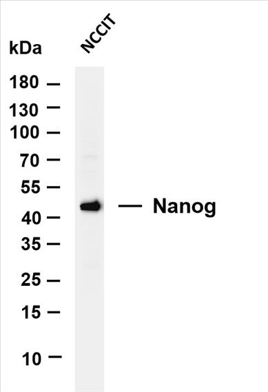Various whole cell lysates were separated by 4-20% SDS-PAGE, and the membrane was blotted with anti-Nanog (PT0179R) antibody. The HRP-conjugated Goat anti-Rabbit IgG(H + L) antibody was used to detect the antibody.