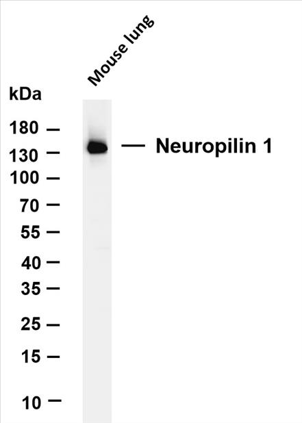 Various whole cell lysates were separated by 4-20% SDS-PAGE, and the membrane was blotted with anti-Neuropilin 1 (PT0182R) antibody. The HRP-conjugated Goat anti-Rabbit IgG(H + L) antibody was used to detect the antibody.