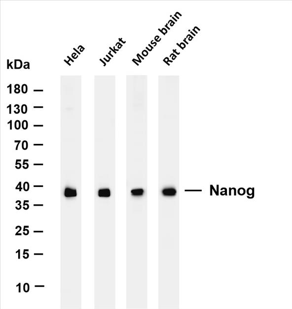 Various whole cell lysates were separated by 4-20% SDS-PAGE, and the membrane was blotted with anti-Lactate Dehydrogenase (PT0186R) antibody. The HRP-conjugated Goat anti-Rabbit IgG(H + L) antibody was used to detect the antibody.