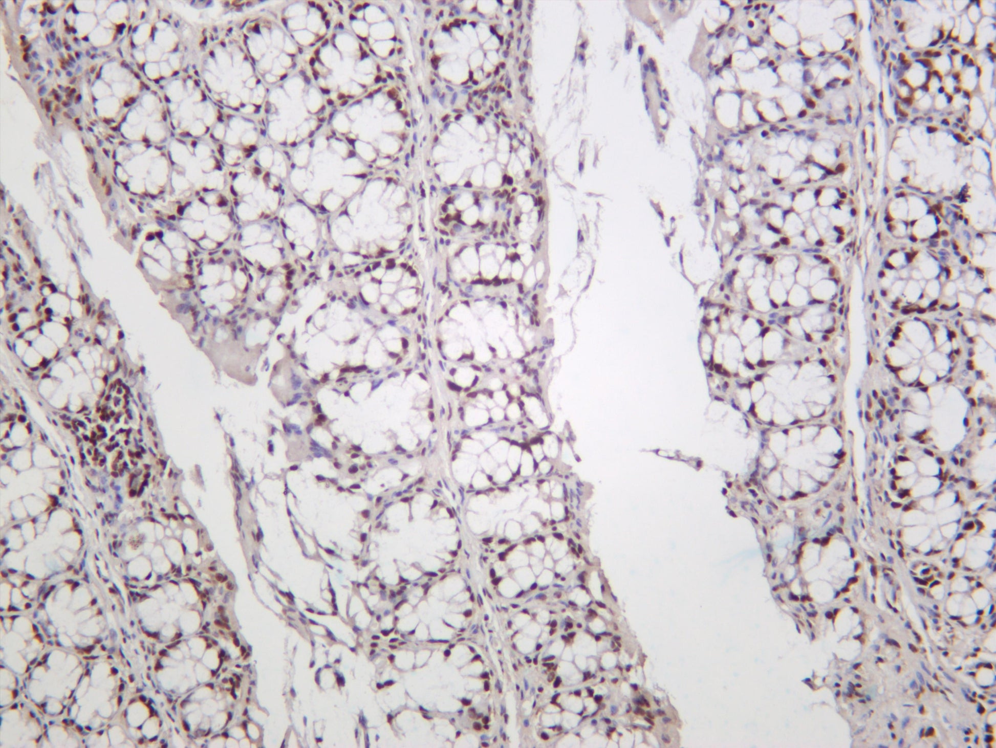 Mouse colon was stained with anti-KAP1 (PT0192R) rabbit antibody