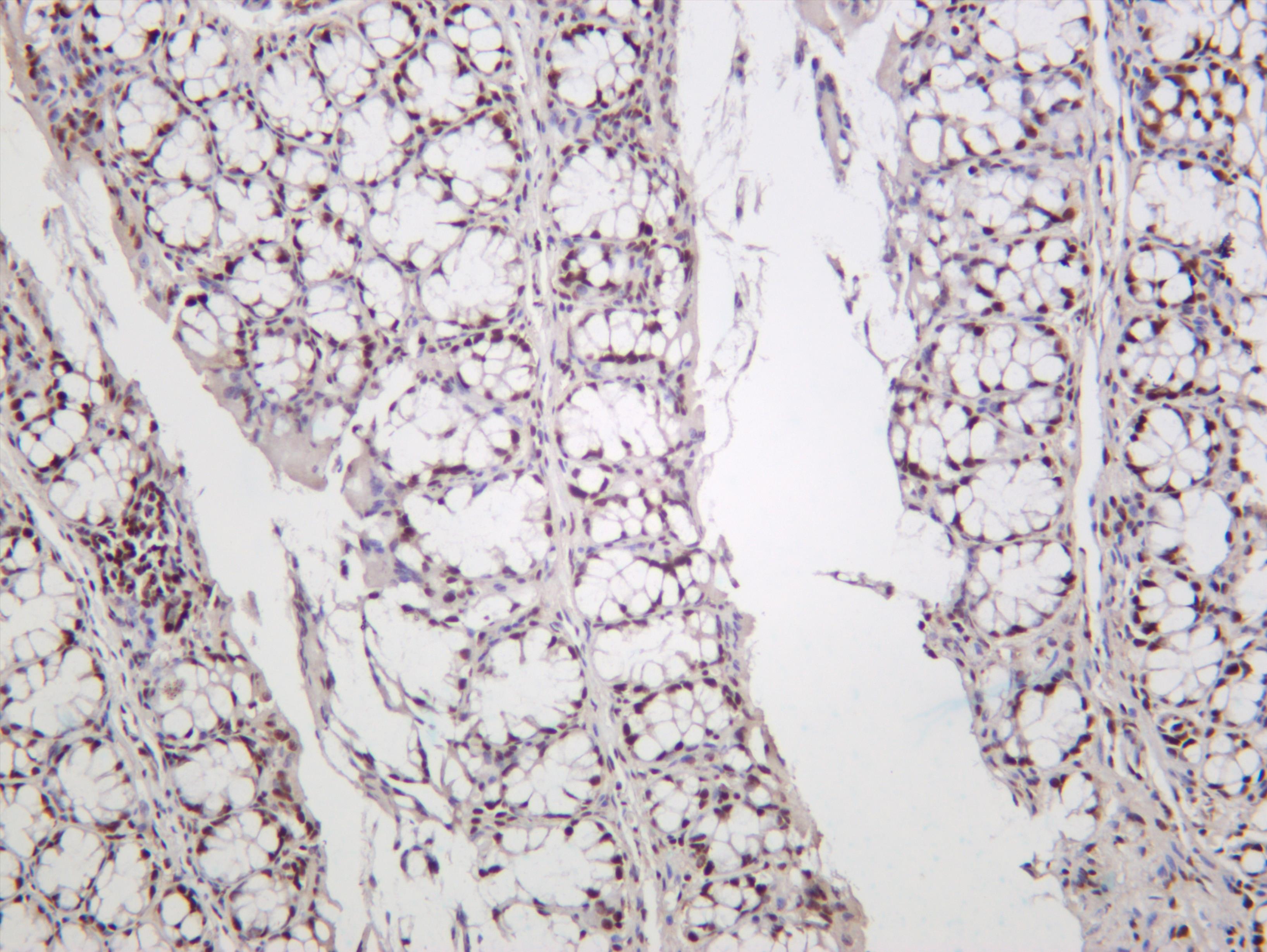 Mouse colon was stained with anti-KAP1 (PT0192R) rabbit antibody