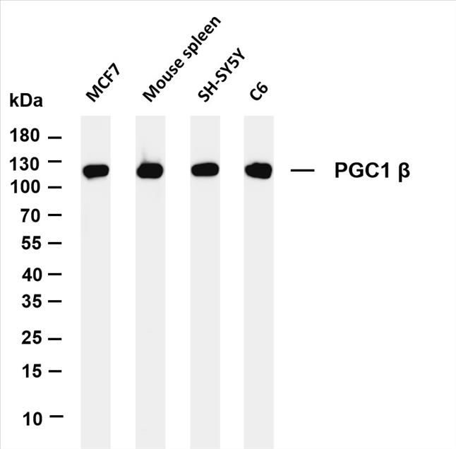 Various whole cell lysates were separated by 4-20% SDS-PAGE, and the membrane was blotted with anti-PGC1 Î² (PT0194R) antibody. The HRP-conjugated Goat anti-Rabbit IgG(H + L) antibody was used to detect the antibody.