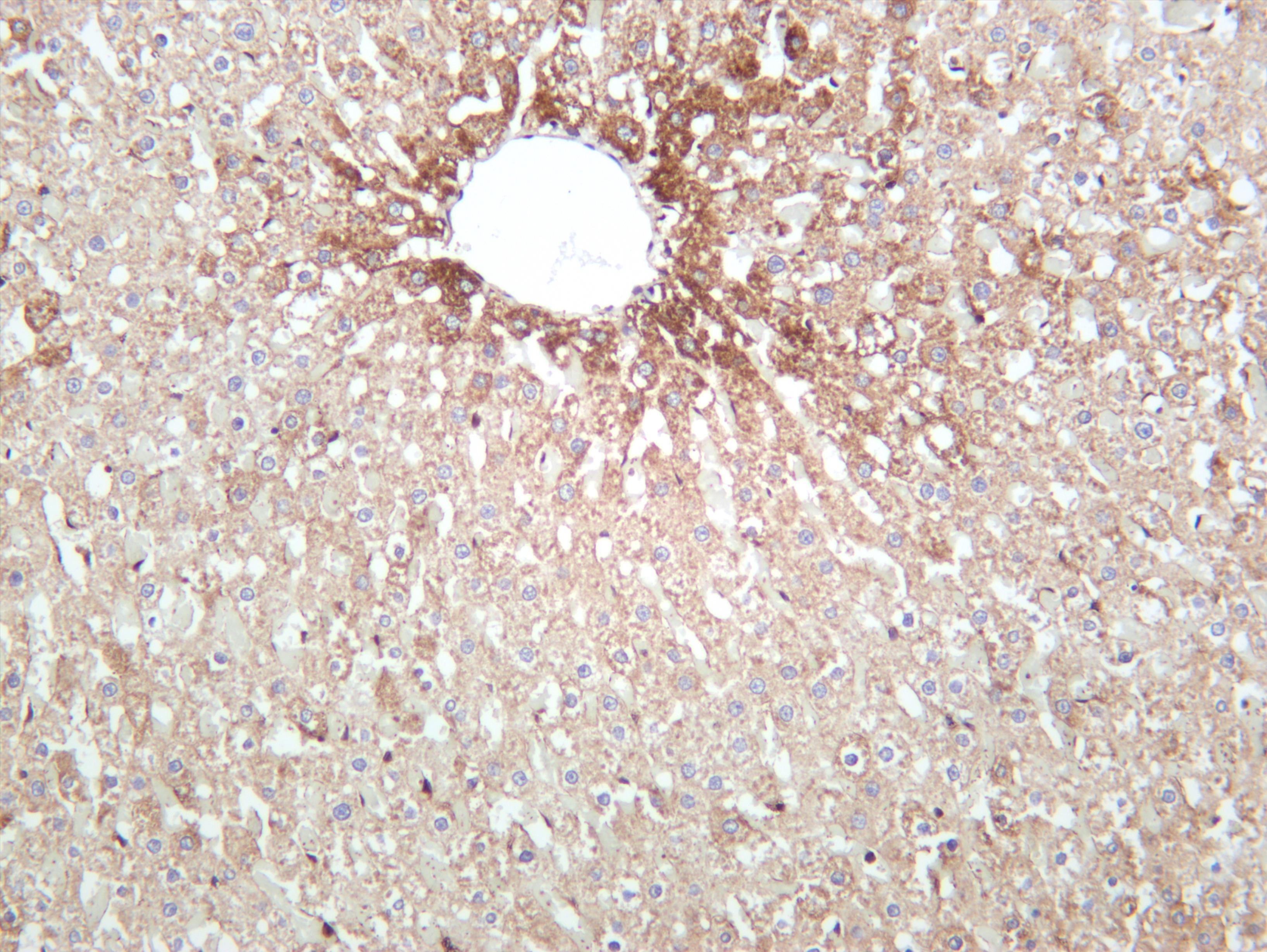 Rat liver was stained with anti-TUBA1B (PT0200R) rabbit antibody
