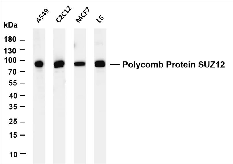 Various whole cell lysates were separated by 4-20% SDS-PAGE, and the membrane was blotted with anti-Polycomb Protein SUZ12 (PT0203R) antibody. The HRP-conjugated Goat anti-Rabbit IgG(H + L) antibody was used to detect the antibody.