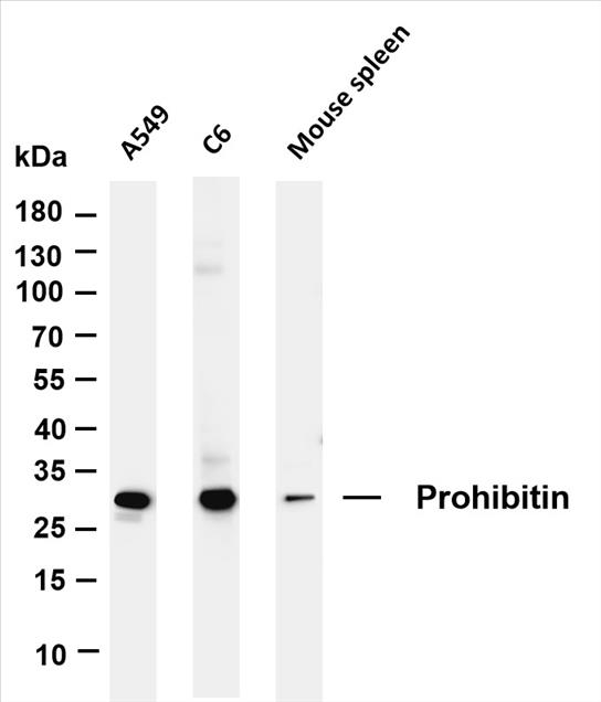 Various whole cell lysates were separated by 4-20% SDS-PAGE, and the membrane was blotted with anti-Prohibitin (PT0204R) antibody. The HRP-conjugated Goat anti-Rabbit IgG(H + L) antibody was used to detect the antibody.