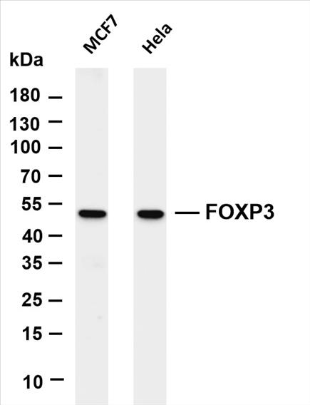 Various whole cell lysates were separated by 4-20% SDS-PAGE, and the membrane was blotted with anti-FOXP3 (PT0211R) antibody. The HRP-conjugated Goat anti-Rabbit IgG(H + L) antibody was used to detect the antibody.