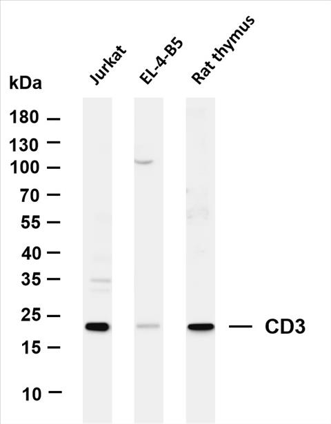 Various whole cell lysates were separated by 4-20% SDS-PAGE, and the membrane was blotted with anti-CD3 (PT0212R) antibody. The HRP-conjugated Goat anti-Rabbit IgG(H + L) antibody was used to detect the antibody.