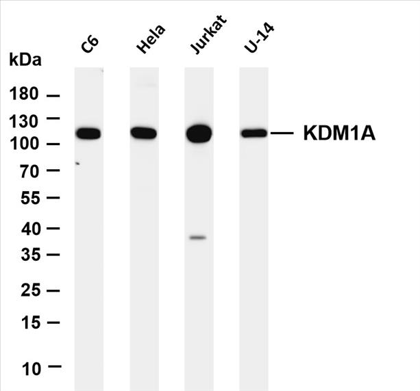 Various whole cell lysates were separated by 4-20% SDS-PAGE, and the membrane was blotted with anti-KDM1A (PT0215R) antibody. The HRP-conjugated Goat anti-Rabbit IgG(H + L) antibody was used to detect the antibody.