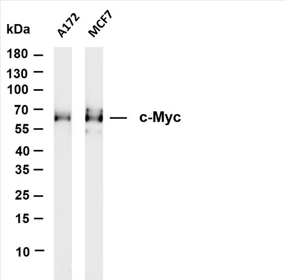Various whole cell lysates were separated by 4-20% SDS-PAGE, and the membrane was blotted with anti-c-Myc (PT0228R) antibody. The HRP-conjugated Goat anti-Rabbit IgG(H + L) antibody was used to detect the antibody.