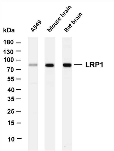 Various whole cell lysates were separated by 4-20% SDS-PAGE, and the membrane was blotted with anti-LRP1 (PT0231R) antibody. The HRP-conjugated Goat anti-Rabbit IgG(H + L) antibody was used to detect the antibody.