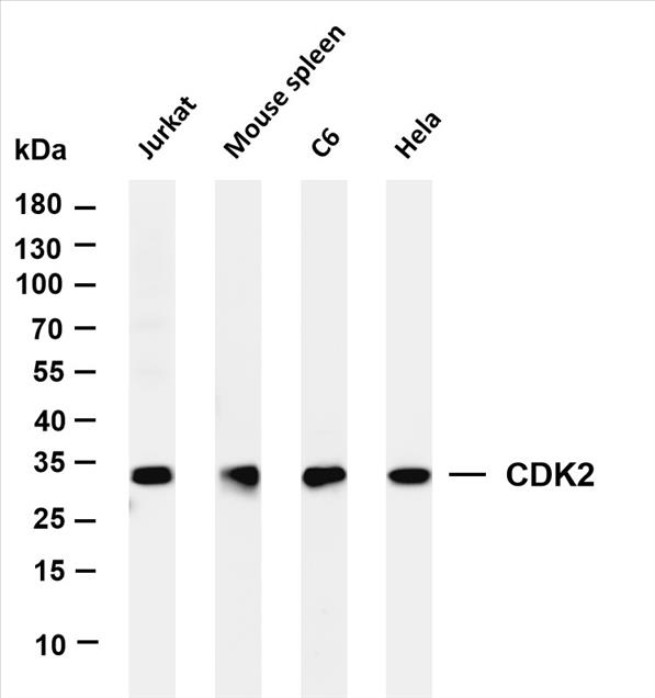 Various whole cell lysates were separated by 4-20% SDS-PAGE, and the membrane was blotted with anti-CDK2 (PT0233R) antibody. The HRP-conjugated Goat anti-Rabbit IgG(H + L) antibody was used to detect the antibody.