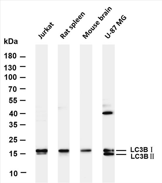 Various whole cell lysates were separated by 4-20% SDS-PAGE, and the membrane was blotted with anti-LC3B (PT0235R) antibody. The HRP-conjugated Goat anti-Rabbit IgG(H + L) antibody was used to detect the antibody.