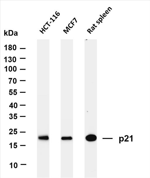Various whole cell lysates were separated by 4-20% SDS-PAGE, and the membrane was blotted with anti-p21 (PT0237R) antibody. The HRP-conjugated Goat anti-Rabbit IgG(H + L) antibody was used to detect the antibody.