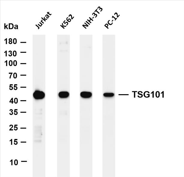 Various whole cell lysates were separated by 4-20% SDS-PAGE, and the membrane was blotted with anti-TSG101 (PT0240R) antibody. The HRP-conjugated Goat anti-Rabbit IgG(H + L) antibody was used to detect the antibody.