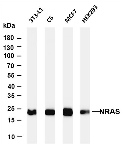 Various whole cell lysates were separated by 4-20% SDS-PAGE, and the membrane was blotted with anti-NRAS (PT0241R) antibody. The HRP-conjugated Goat anti-Rabbit IgG(H + L) antibody was used to detect the antibody.