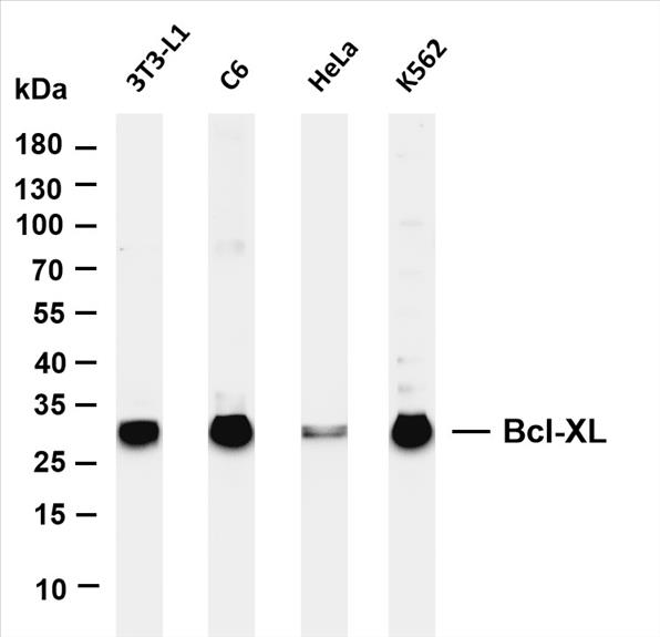 Various whole cell lysates were separated by 4-20% SDS-PAGE, and the membrane was blotted with anti-Bcl-XL (PT0244R) antibody. The HRP-conjugated Goat anti-Rabbit IgG(H + L) antibody was used to detect the antibody.