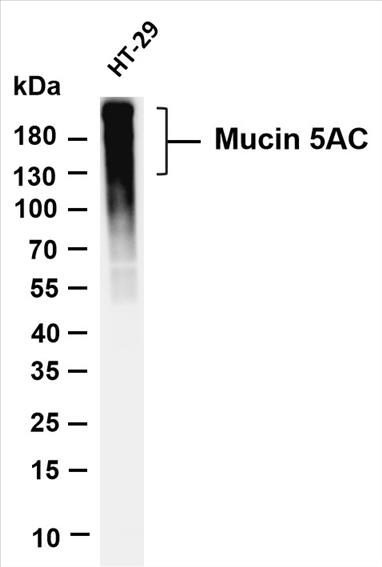 Whole cell lysates were separated by 4-20% SDS-PAGE, and the membrane was blotted with anti-Mucin 5AC (PT0248R) antibody. The HRP-conjugated Goat anti-Rabbit IgG(H + L) antibody was used to detect the antibody.