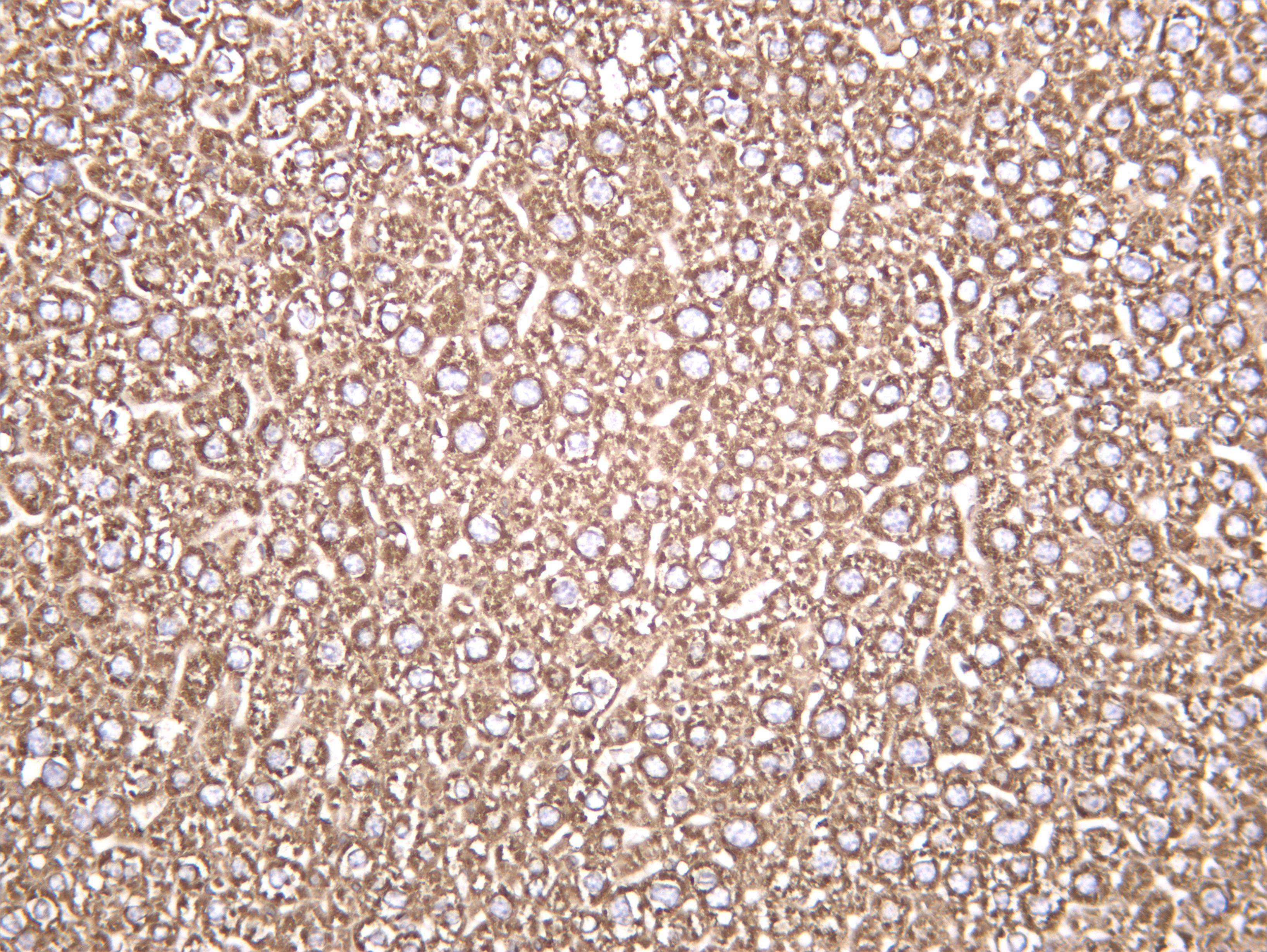 Mouse liver was stained with anti-Calreticulin (PT0256R) rabbit antibody