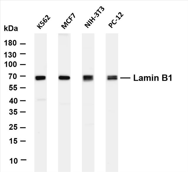 Various whole cell lysates were separated by 4-20% SDS-PAGE, and the membrane was blotted with anti-Lamin B1 (PT0286R) antibody. The HRP-conjugated Goat anti-Rabbit IgG(H + L) antibody was used to detect the antibody.