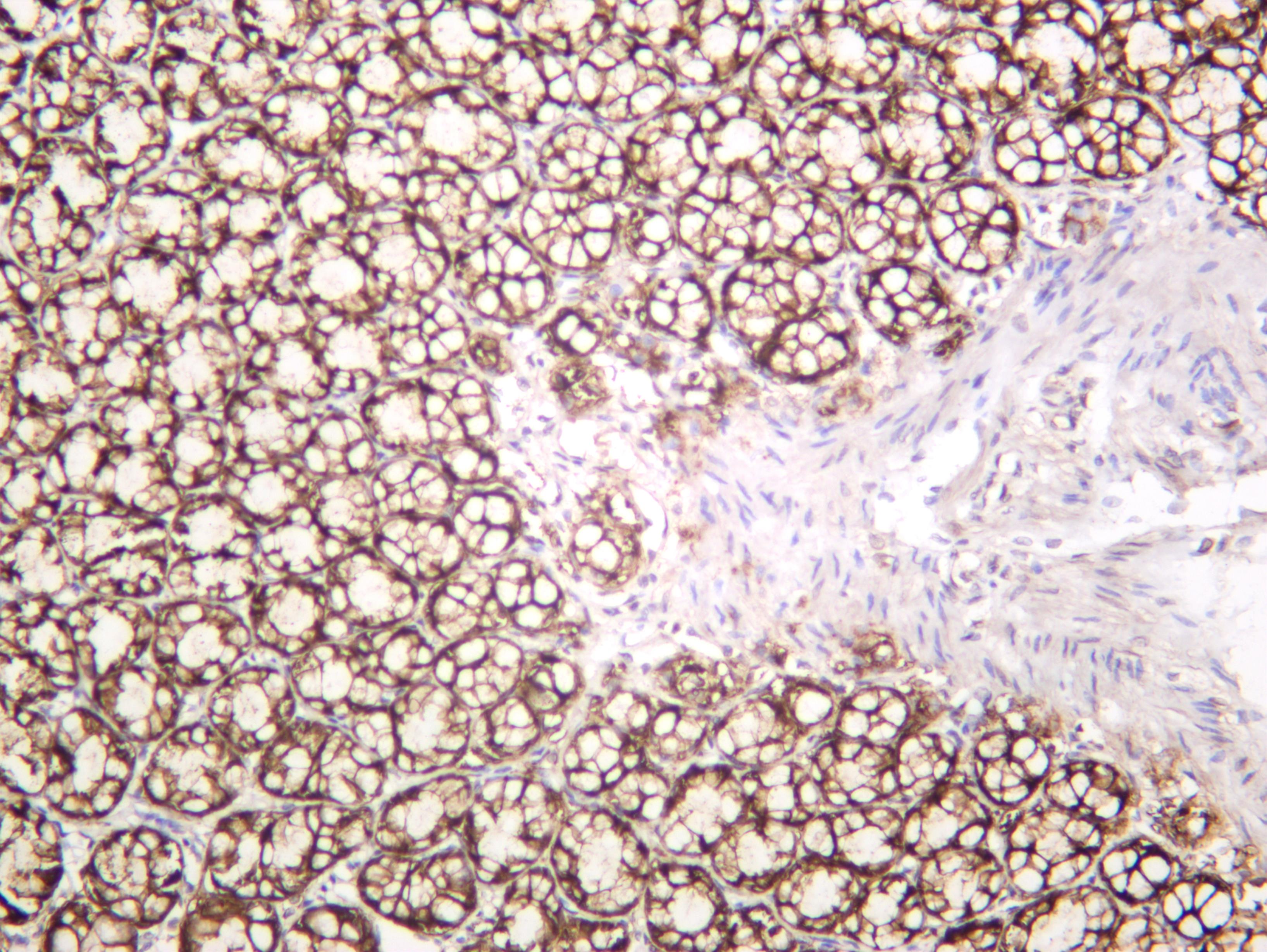 Rat colon was stained with anti-EpCAM (PT0290R) rabbit antibody