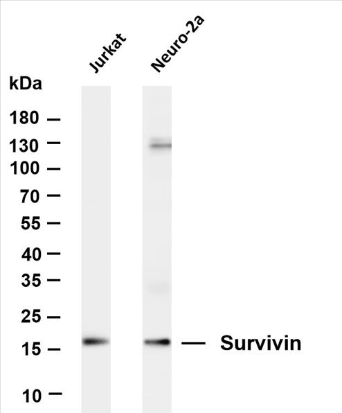 Various whole cell lysates were separated by 4-20% SDS-PAGE, and the membrane was blotted with anti-Survivin (PT0291R) antibody. The HRP-conjugated Goat anti-Rabbit IgG(H + L) antibody was used to detect the antibody.