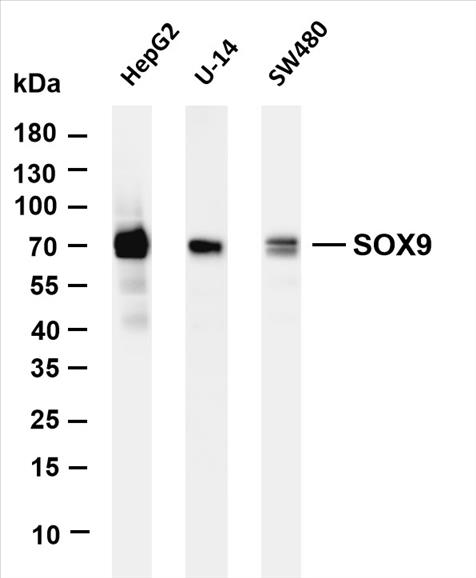 Various whole cell lysates were separated by 4-20% SDS-PAGE, and the membrane was blotted with anti-SOX9 (PT0295R) antibody. The HRP-conjugated Goat anti-Rabbit IgG (H + L) antibody was used to detect the antibody.