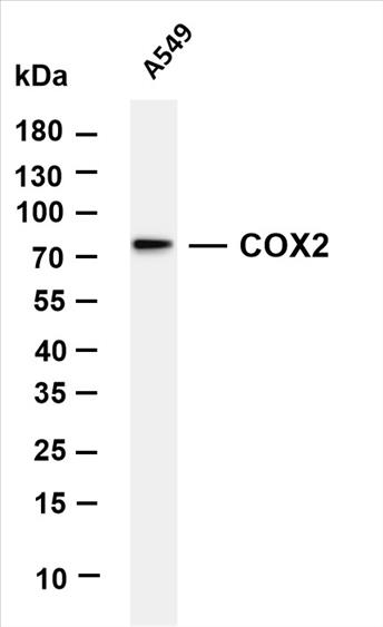 Various whole cell lysates were separated by 4-20% SDS-PAGE, and the membrane was blotted with anti-COX2 (PT0297R) antibody. The HRP-conjugated Goat anti-Rabbit IgG(H + L) antibody was used to detect the antibody.