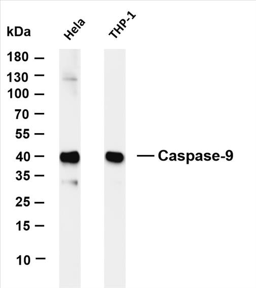Various whole cell lysates were separated by 4-20% SDS-PAGE, and the membrane was blotted with anti-Caspase-9 (PT0299R) antibody. The HRP-conjugated Goat anti-Rabbit IgG(H + L) antibody was used to detect the antibody.