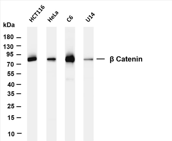 Various whole cell lysates were separated by 4-20% SDS-PAGE, and the membrane was blotted with anti-Î² Catenin (PT0300R) antibody. The HRP-conjugated Goat anti-Rabbit IgG(H + L) antibody was used to detect the antibody.