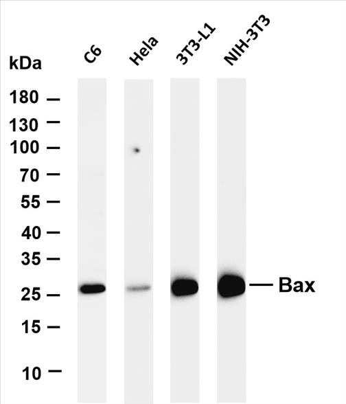 Various whole cell lysates were separated by 4-20% SDS-PAGE, and the membrane was blotted with anti-Bax (PT0301R) antibody. The HRP-conjugated Goat anti-Rabbit IgG(H + L) antibody was used to detect the antibody.
