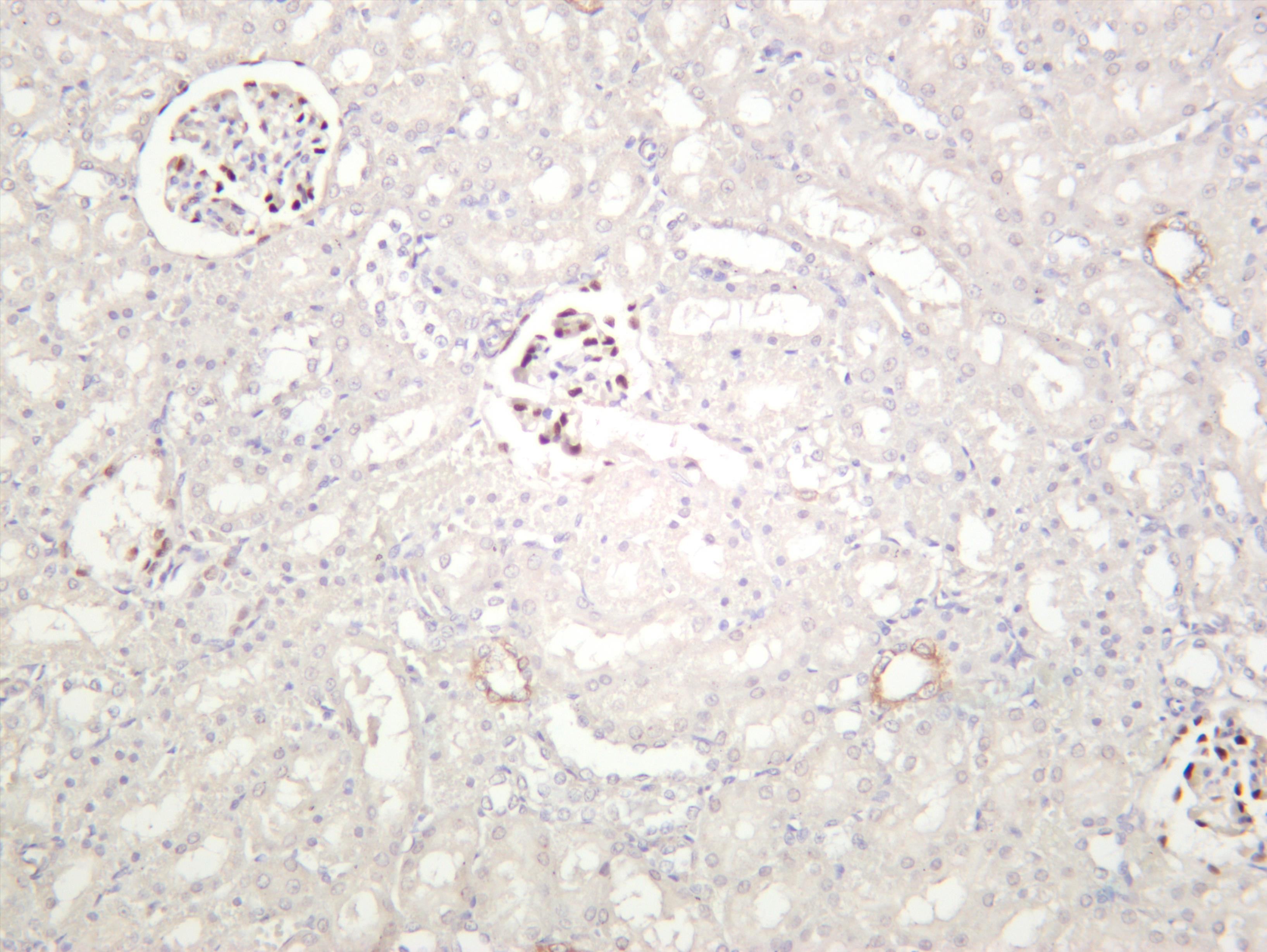 Rat kidney was stained with anti-Wilms Tumor Protein (PT0302R) rabbit antibody