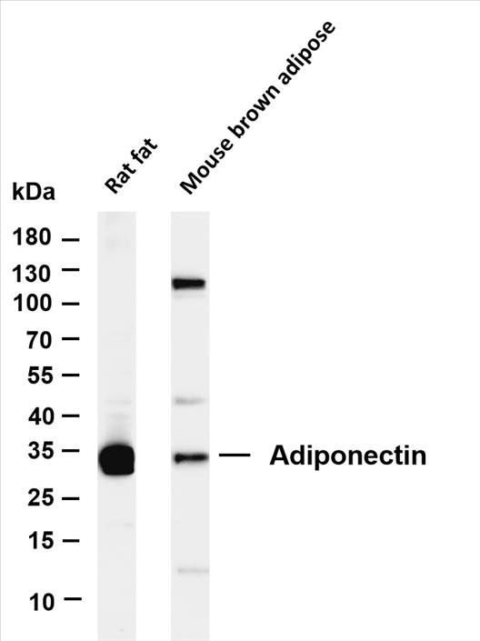 Various whole cell lysates were separated by 4-20% SDS-PAGE, and the membrane was blotted with anti-Adiponectin (PT0313R) antibody. The HRP-conjugated Goat anti-Rabbit IgG(H + L) antibody was used to detect the antibody.