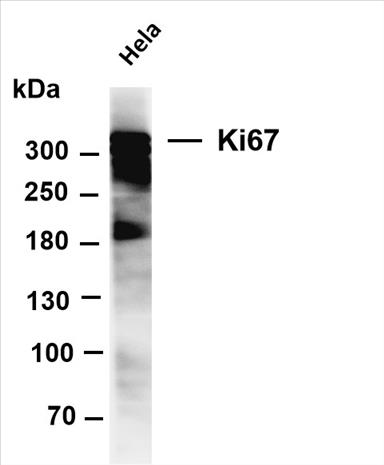 Various whole cell lysates were separated by 4-8% SDS-PAGE, and the membrane was blotted with anti-Ki67 (PT0321R) antibody. The HRP-conjugated Goat anti-Rabbit IgG(H + L) antibody was used to detect the antibody.