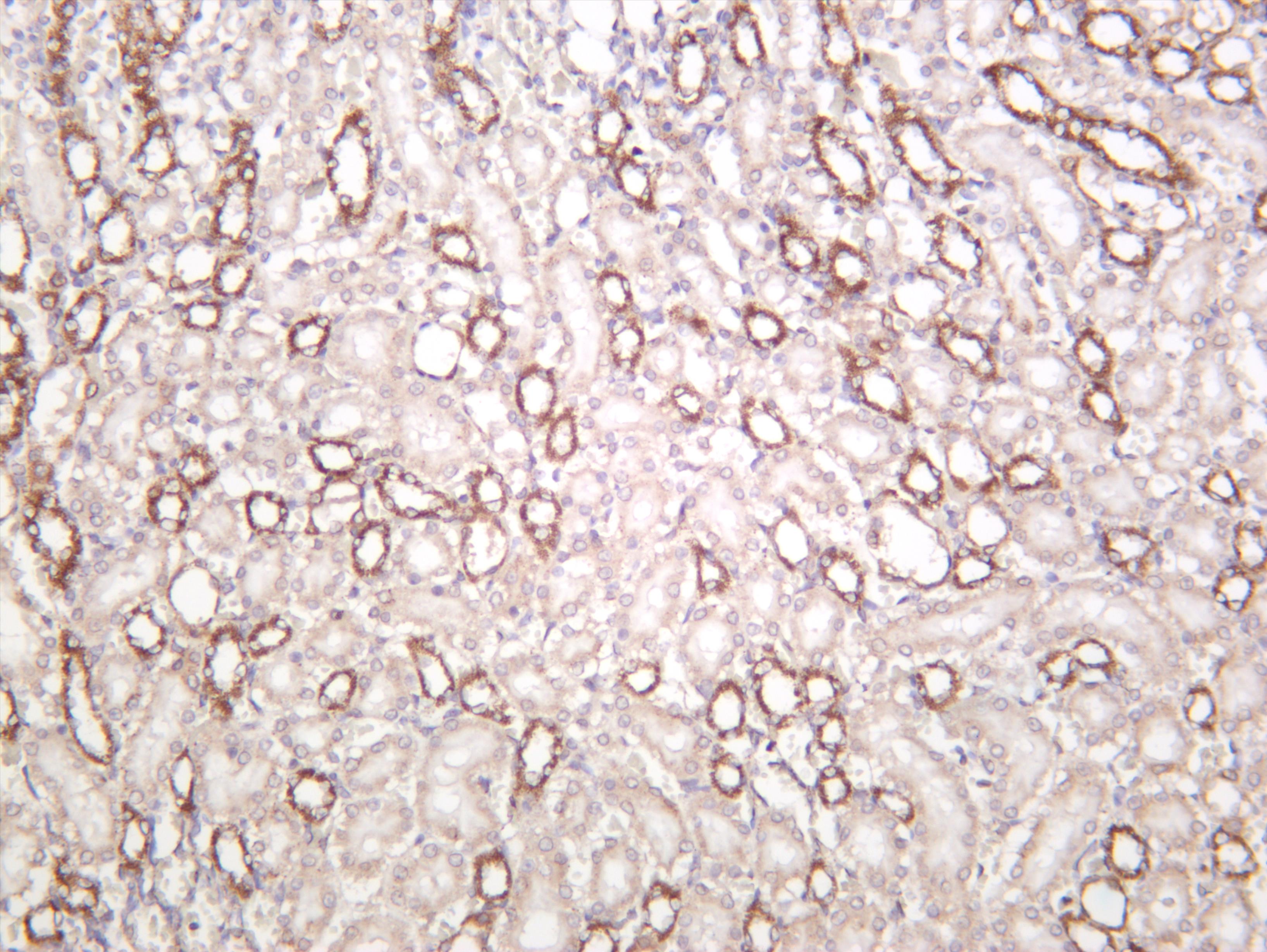 Rat kidney was stained with anti-Pyruvate Dehydrogenase E1 Î± (PT0322R) rabbit antibody