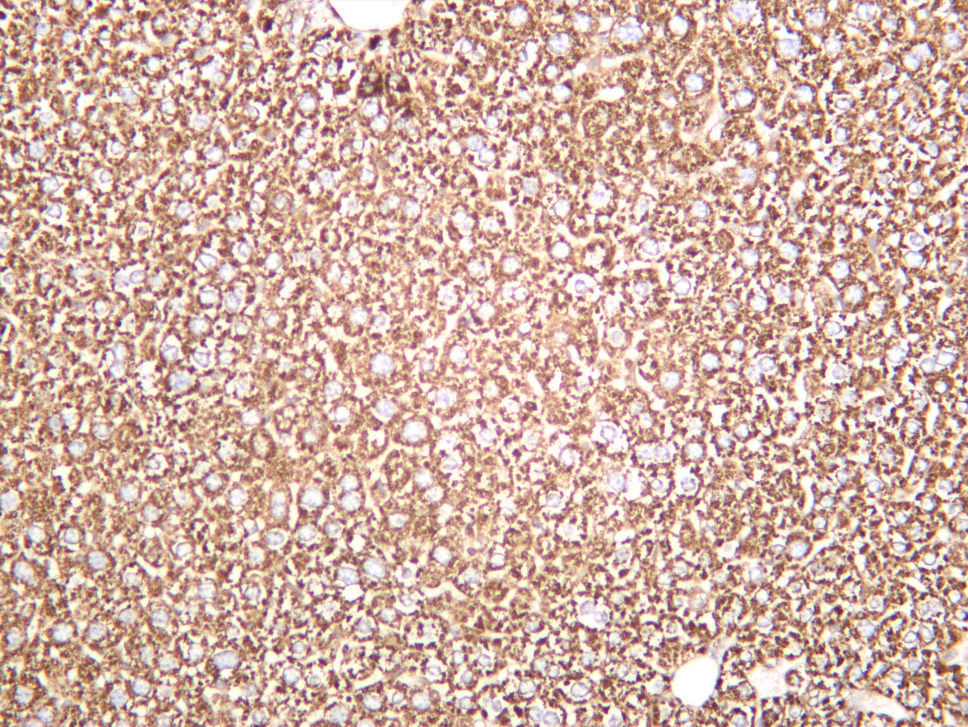 Mouse liver was stained with anti-Hsp60 (PT0327R) rabbit antibody