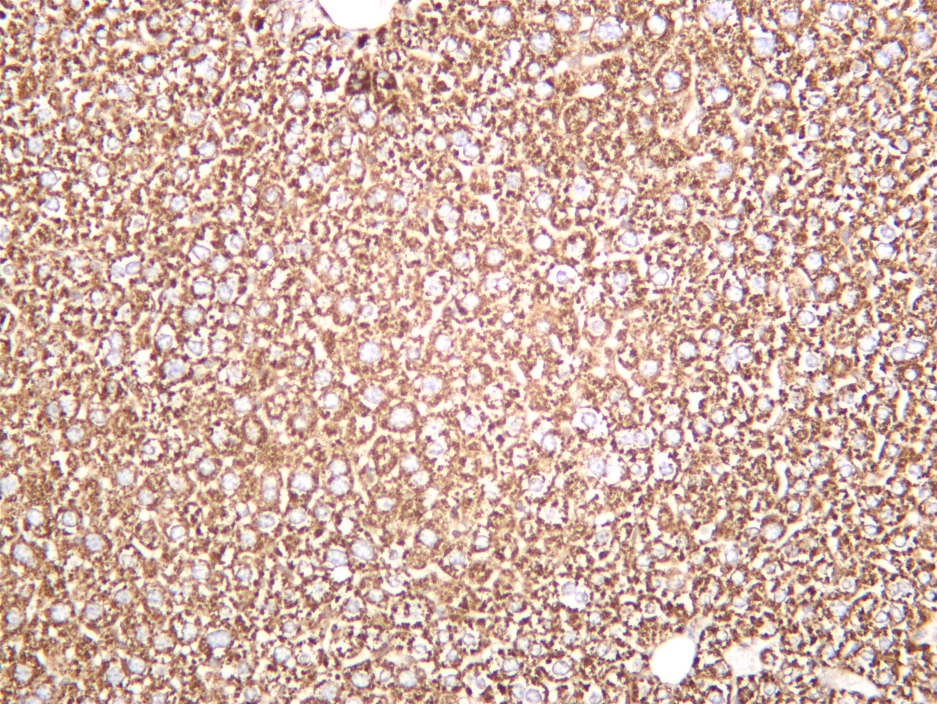 Mouse liver was stained with anti-Hsp60 (PT0327R) rabbit antibody