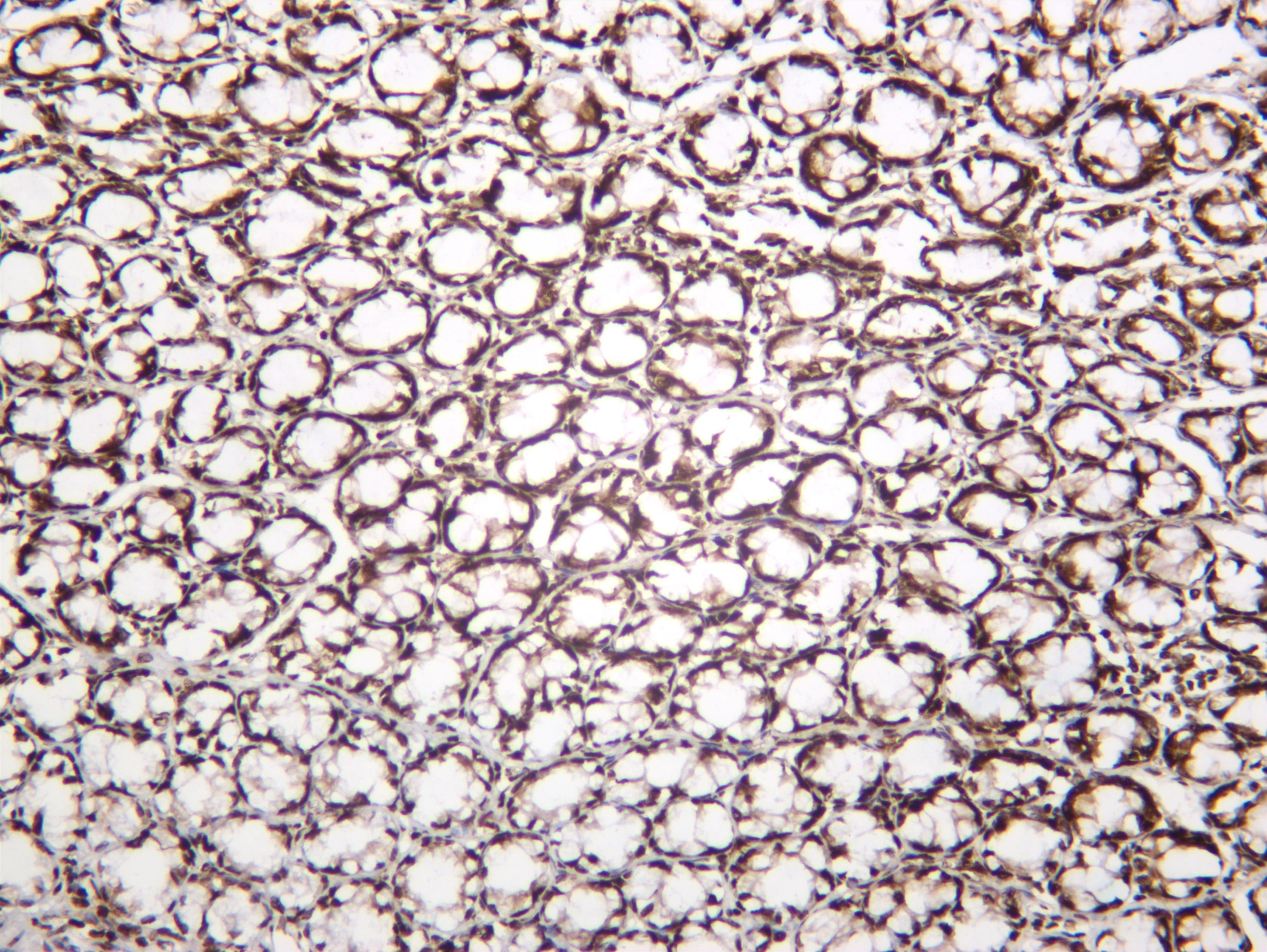Rat colon was stained with anti-Histone H2A.X (phospho Ser139) (PT0330R) rabbit antibody