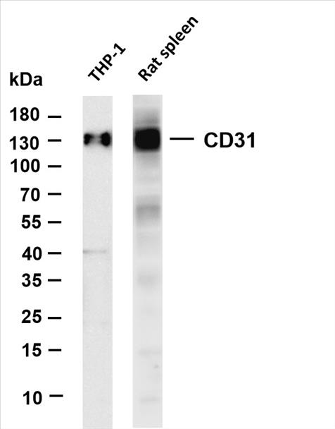 Various whole cell lysates were separated by 4-20% SDS-PAGE, and the membrane was blotted with anti-CD31 (PT0350R) antibody. The HRP-conjugated Goat anti-Rabbit IgG(H + L) antibody was used to detect the antibody.