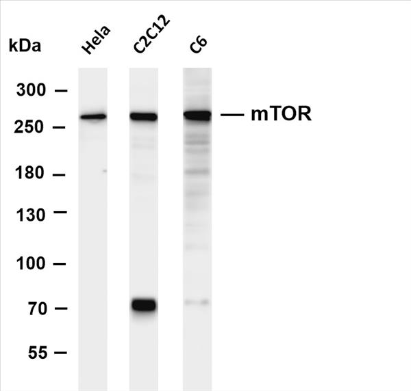 Various whole cell lysates were separated by 4-8% SDS-PAGE, and the membrane was blotted with anti-mTOR (PT0351R) antibody. The HRP-conjugated Goat anti-Rabbit IgG(H + L) antibody was used to detect the antibody.